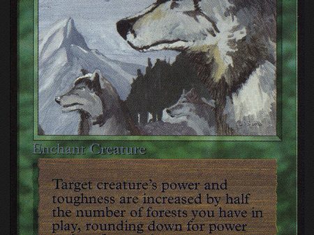 Aspect of Wolf [Collectors  Edition] For Sale